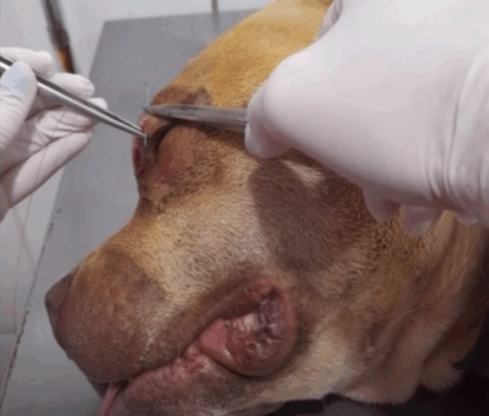 Captura de tela 2025-11-10 093629