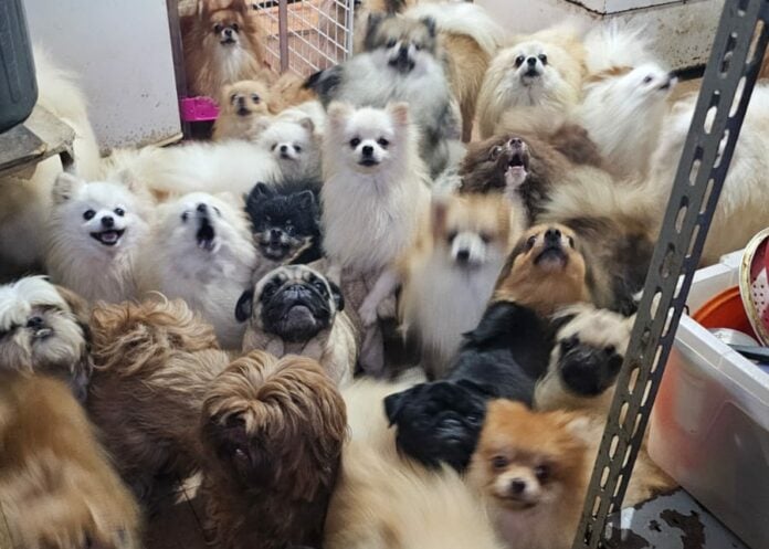 Animais em canil clandestino | Divulgação Animais em canil clandestino | Divulgação