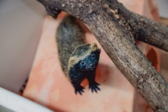 cetras_morro_sao_bento_-_foto_guilherme_sircili__-08