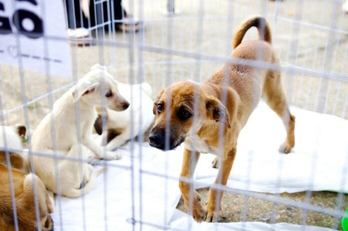 Desde o início das operações, duas grandes ações integradas foram realizadas nos municípios de Campina Grande e Patos, onde as equipes averiguaram 36 alvos e efetuaram 12 prisões em flagrante por maus-tratos Desde o início das operações, duas grandes ações integradas foram realizadas nos municípios de Campina Grande e Patos, onde as equipes averiguaram 36 alvos e efetuaram 12 prisões em flagrante por maus-tratos