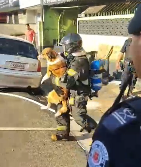 Bombeiros resgatam quatro crianças e cachorro de casa em chamas em Americana Bombeiros resgatam quatro crianças e cachorro de casa em chamas em Americana