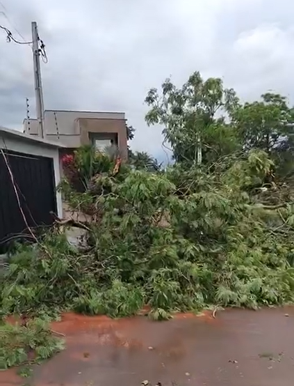 Queda de árvore sobre fiação deixa parte de bairro sem luz em Bragança Paulista Queda de árvore sobre fiação deixa parte de bairro sem luz em Bragança Paulista