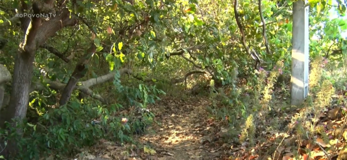 Captura de tela 2025-12-09 200548 Fiscalização em trilha na falésia será intensificada pela Guarda Civil Metropolitana de João Pessoa