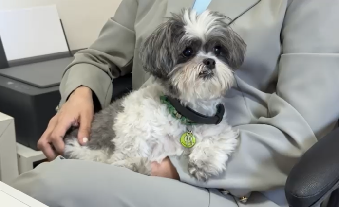 Fim de ano exige cuidado extra na escolha do hotel para pets, orienta veterinária Fim de ano exige cuidado extra na escolha do hotel para pets, orienta veterinária