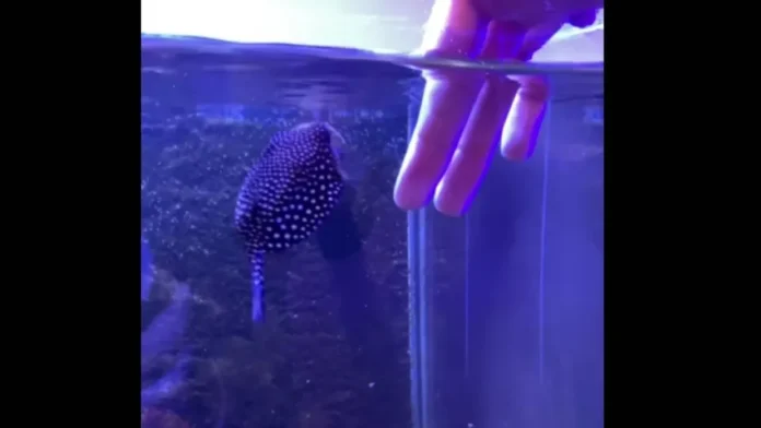 Globi, o peixe que age como “cachorro” e vira sensação nas redes sociais; veja Globi, o peixe que age como “cachorro” e vira sensação nas redes sociais; veja