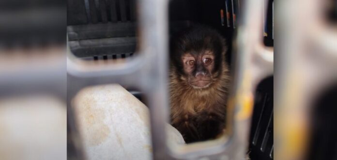 TRÁFICO DE ANIMAIS SILVESTRES