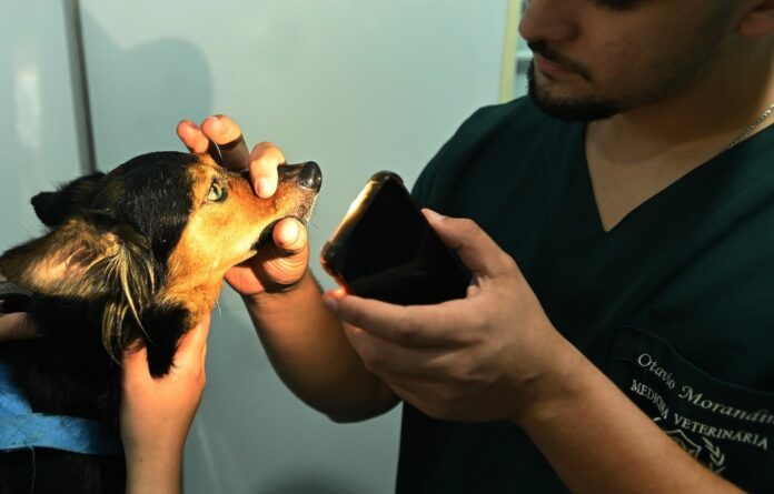 Campinas terá atendimento veterinário gratuito no feriado de segunda-feira Campinas terá atendimento veterinário gratuito no feriado de segunda-feira