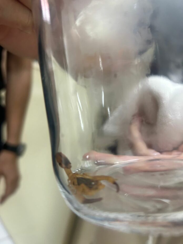 WhatsApp Image 2025-12-03 at 15.29.18