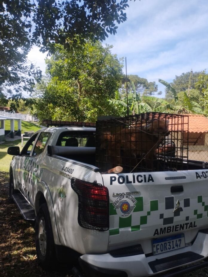 VÍDEO: Lobo-guará é resgatado após entrar em galinheiro em Guaratinguetá