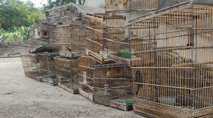 apreensao-aves-silvestres A operação foi conduzida por militares do Batalhão Especializado em Policiamento do Meio Ambiente (BPMA)