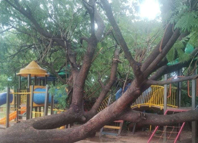 árvores votuporanga