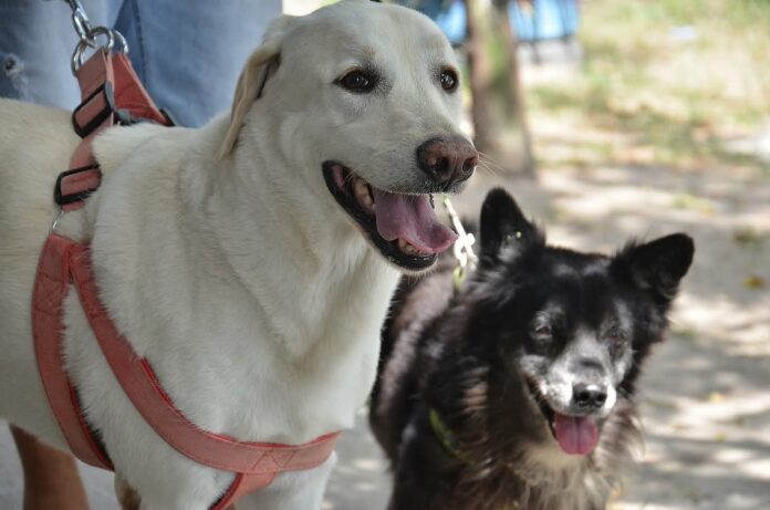 Campanha promove ações educativas e alerta que maus-tratos e abandono são crimes, com penas previstas em lei federal