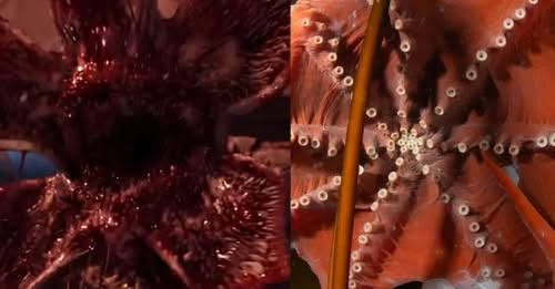 Criatura rara | Reprodução Criatura rara | Reprodução