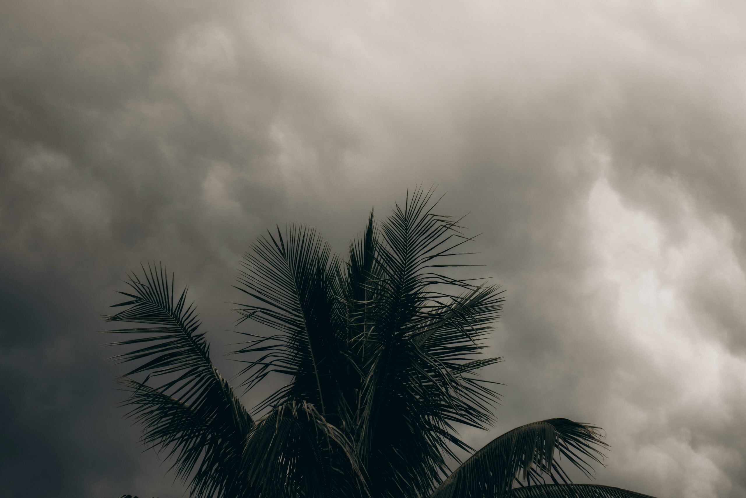 Fortes chuvas em Campinas causam quedas de árvores em 15 pontos da cidade Fortes chuvas em Campinas causam quedas de árvores em 15 pontos da cidade