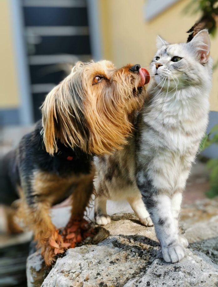 Limeira lança campanha para prevenir abandono de animais nas festas de fim de ano Limeira lança campanha para prevenir abandono de animais nas festas de fim de ano