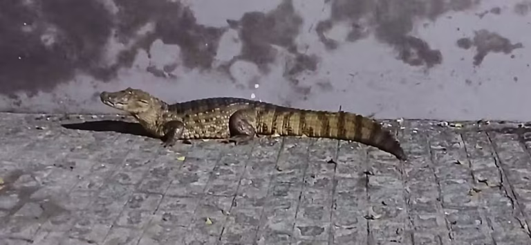 Jacaré é resgatado após ser visto em ruas de Fagundes, no Agreste da Paraíba