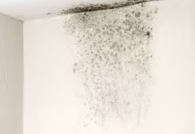 Chuvas aumentam casos de mofo; veja riscos para saúde e como evitar problema