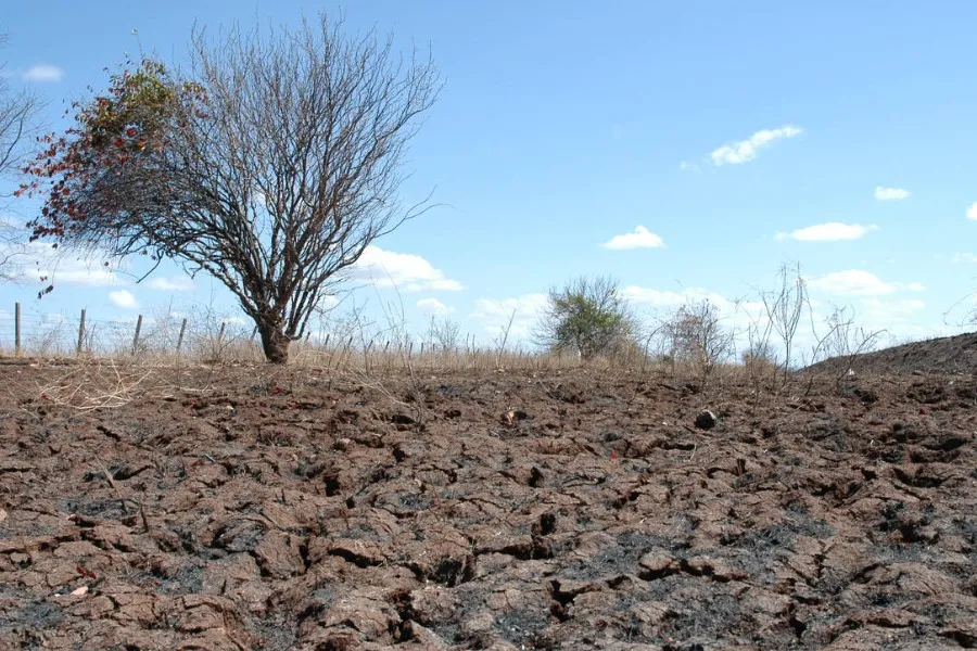 Quatro cidades da Paraíba entram em situação de emergência por causa da seca