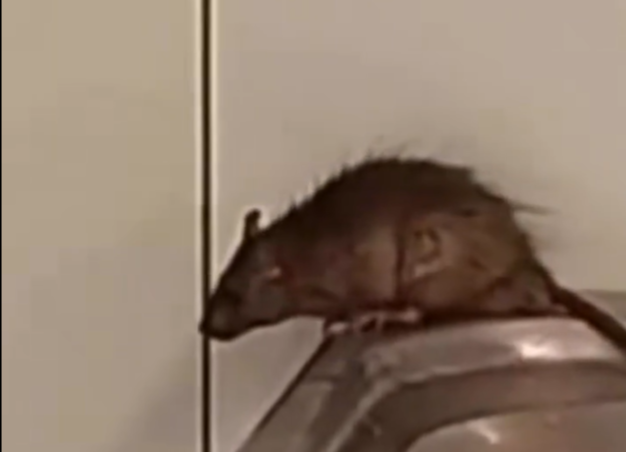 Passageiro filma rato em cima de bebedouro no aeroporto de Guarulhos (SP); veja vídeo