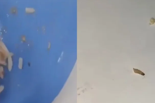 Larvas são encontradas por alunos em merenda de escola estadual em Guarujá; VÍDEO
