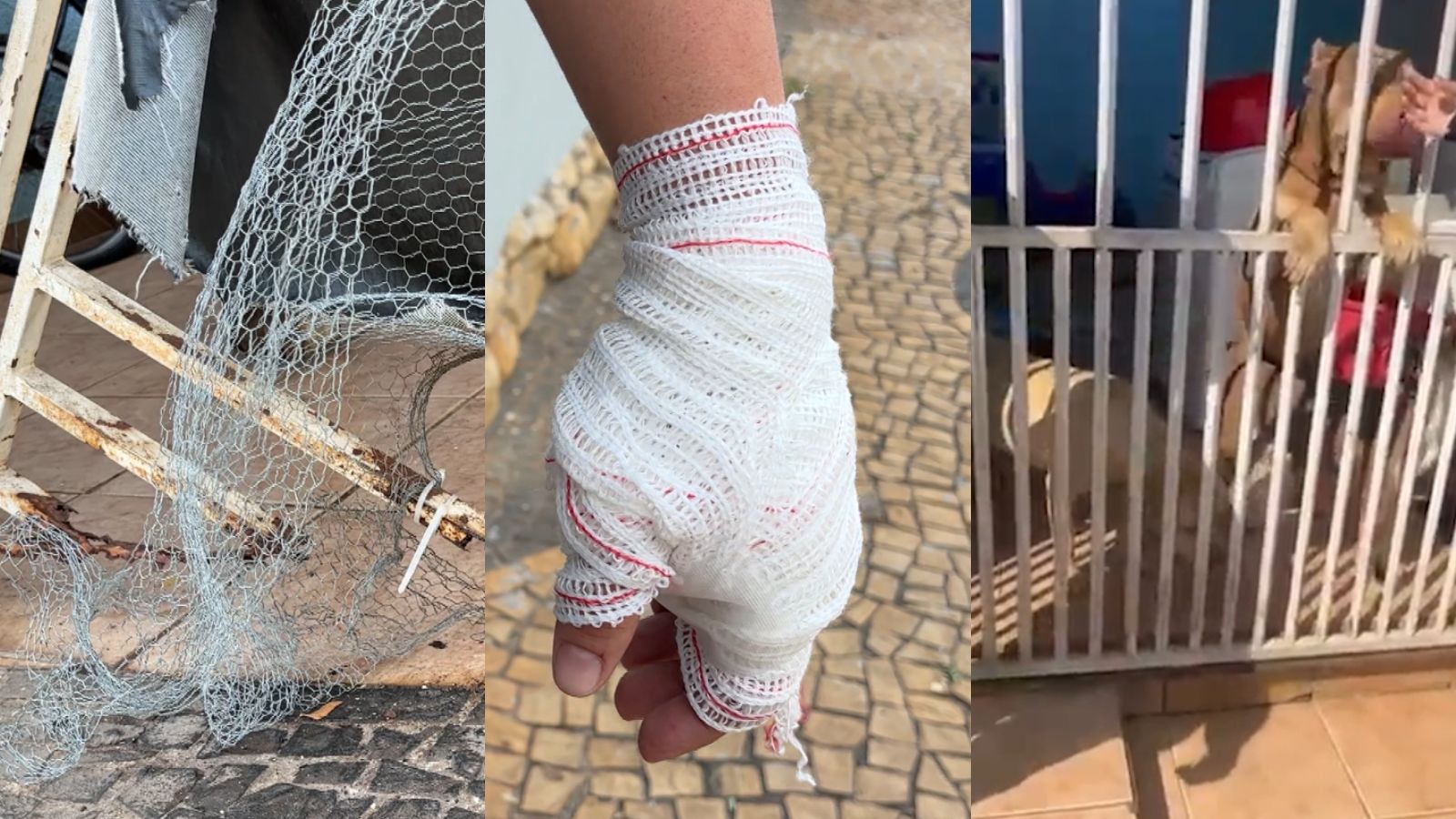 Pitbulls escapam de casa e atacam três pessoas em avenida de Americana