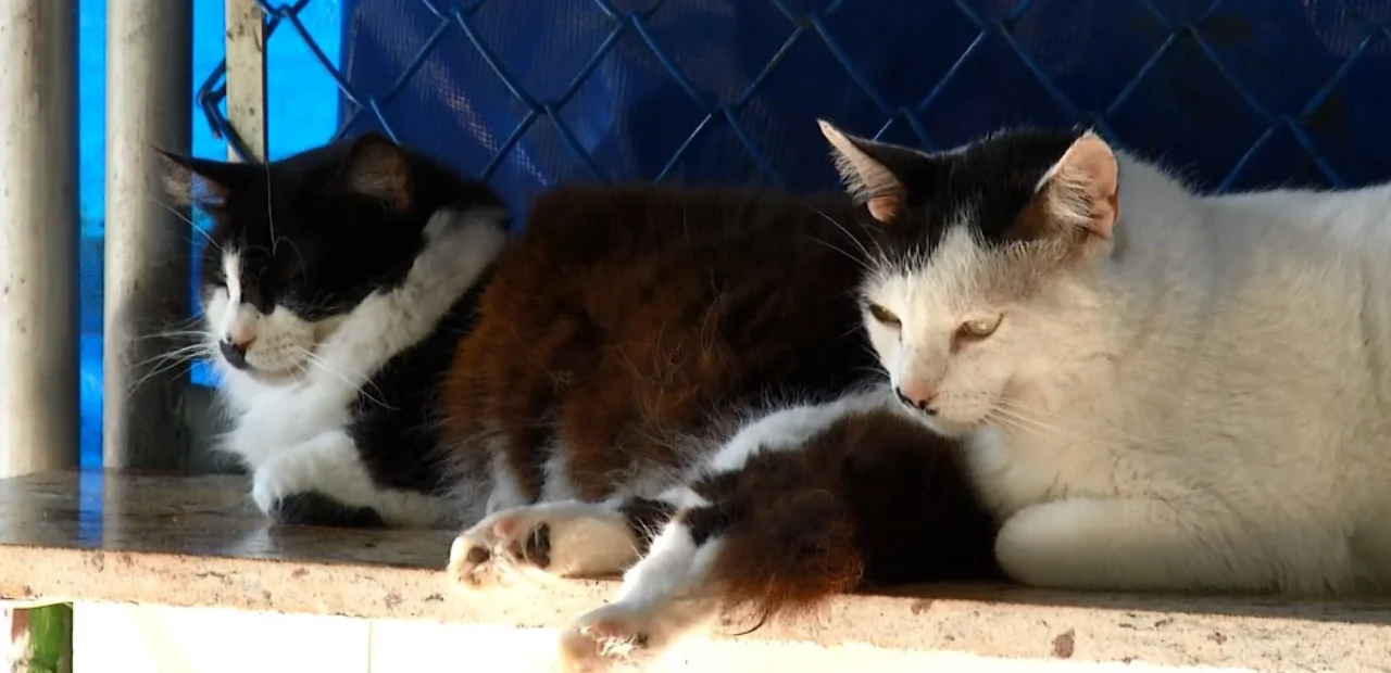 Santos recebeu feira de adoção de gatos adultos