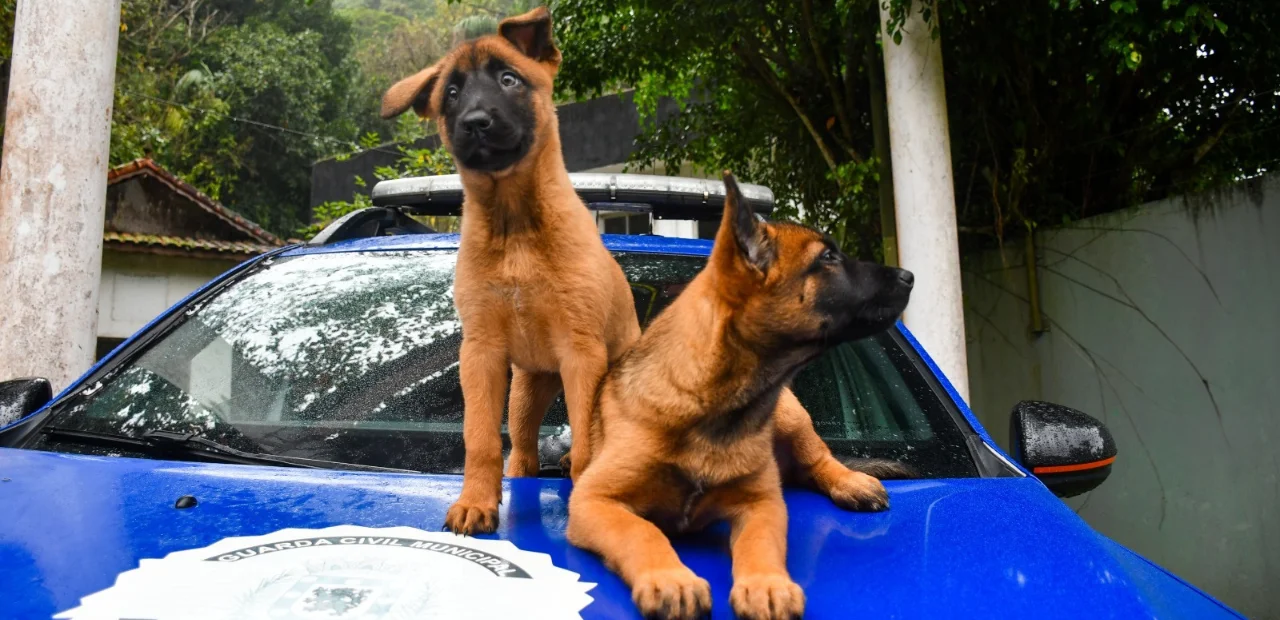 GCM de São Vicente ganha dois novos cães agentes