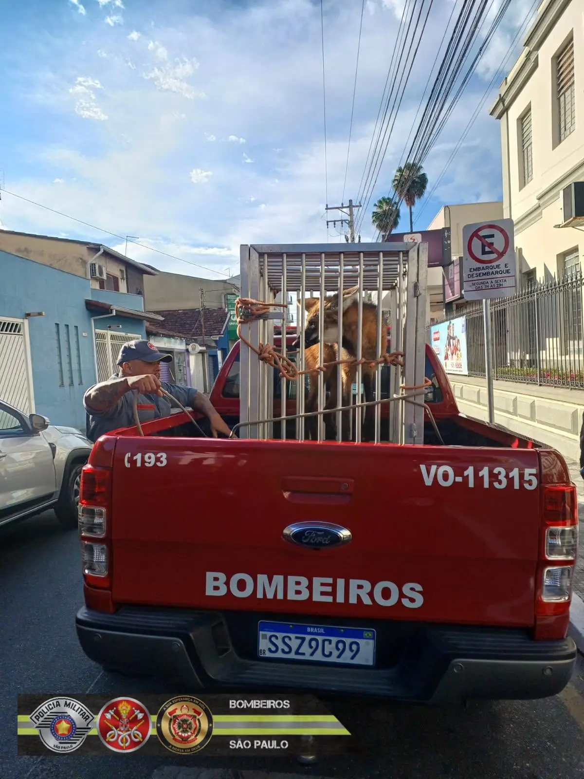 Lobo-guará é capturado pelos Bombeiros dentro de universidade em Lorena