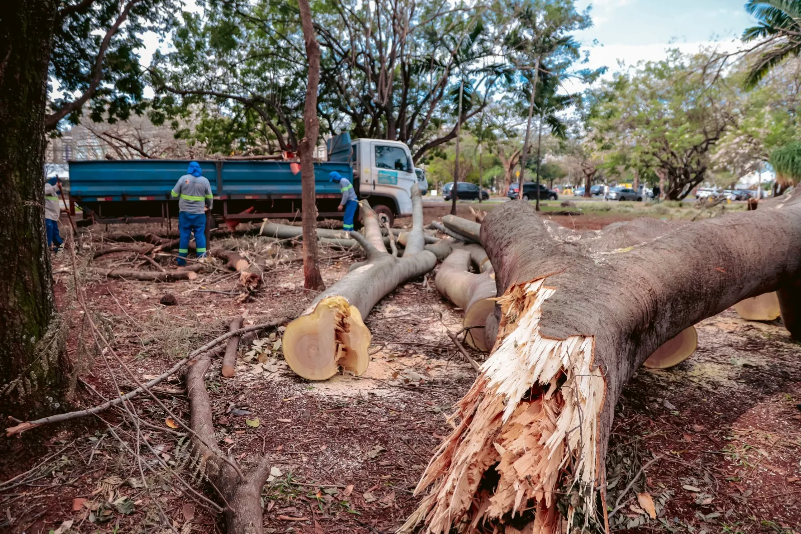 Praças e parques entram no cronograma de limpeza após vendaval em Ribeirão Preto