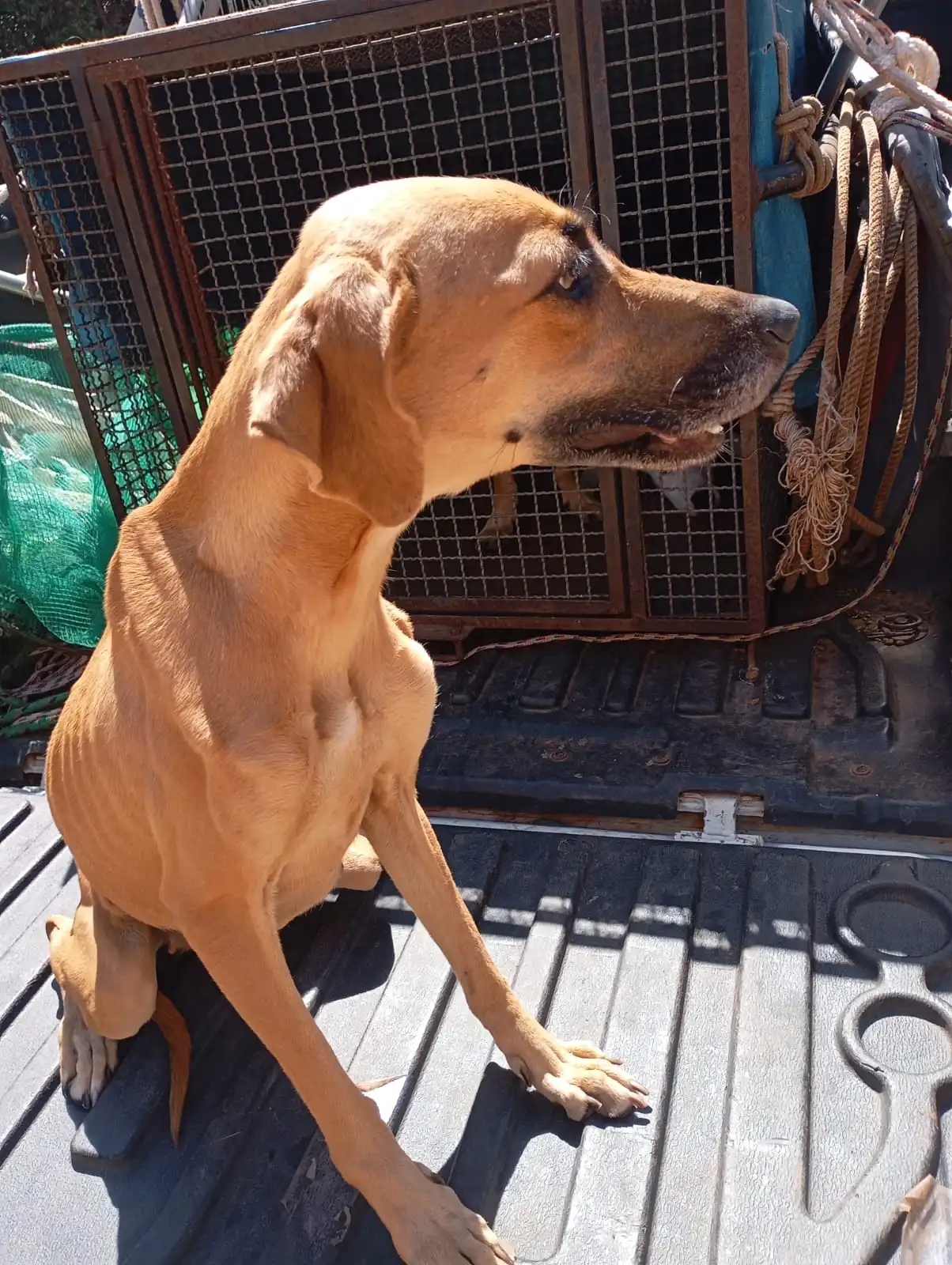 Cães são encontrados em situação de maus-tratos em residência