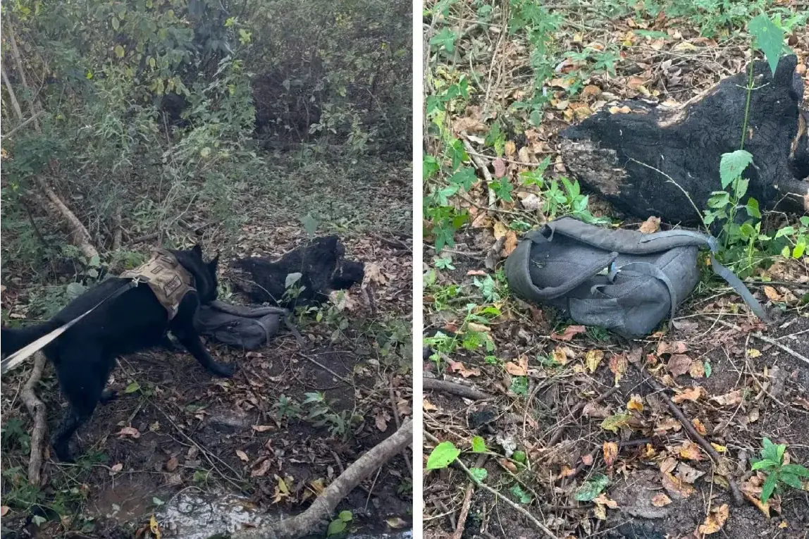 Cão farejador do BAEP encontra corpo de adolescente desaparecido em área de mata