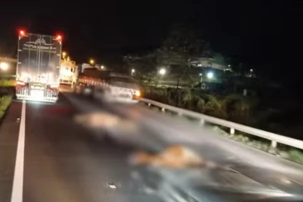 Cavalos morrem atropelados após invadirem pista em Juquiá