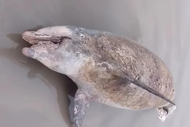 Golfinho é encontrado sem vida encalhado em praia de Mongaguá
