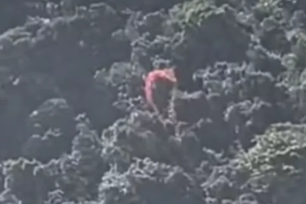 Homem que conduzia parapente cai e fica preso em árvores em São Vicente; ninguém se feriu