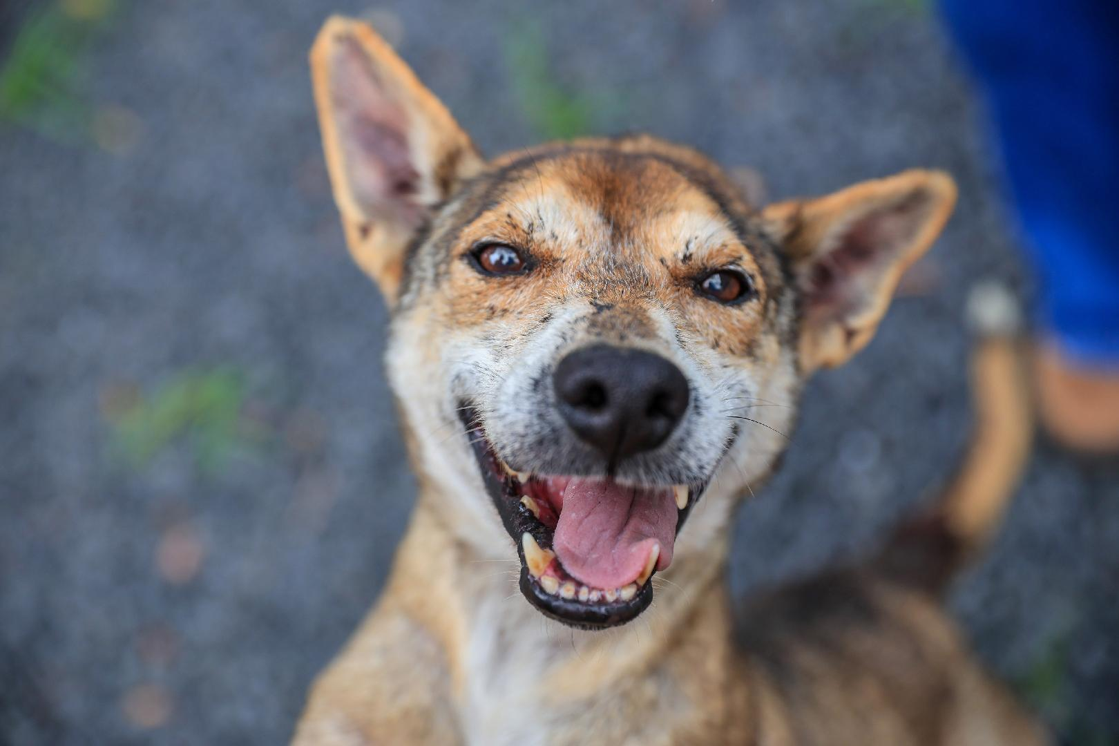 Ribeirão Preto faz mutirão para castração gratuita de cães e gatos