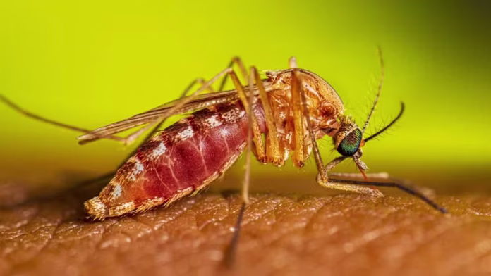 mosquito culex 2